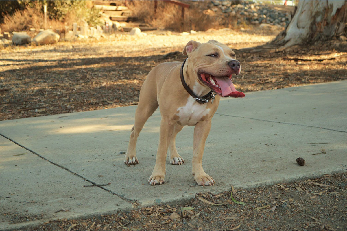 San-Diegos-Most-Dog