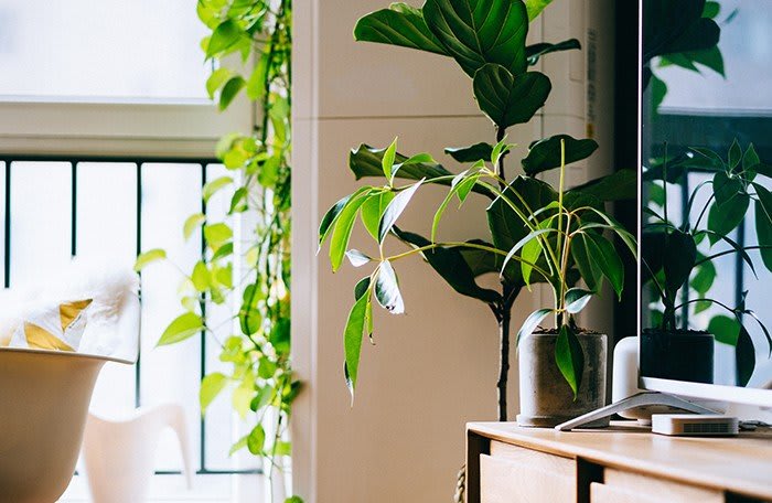 bright-green-plants