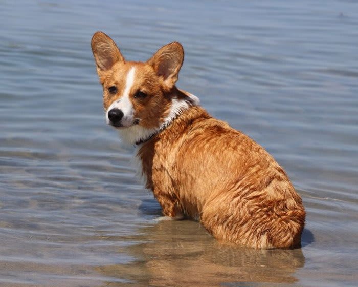 Ocean-Beach-Dog
