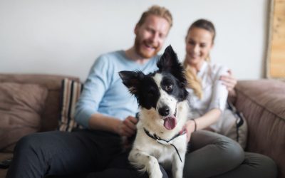 Tips for Moving in San Diego With Pets